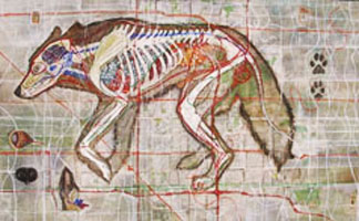 Coyotl